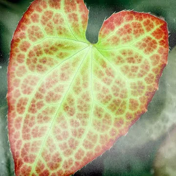Epimedium